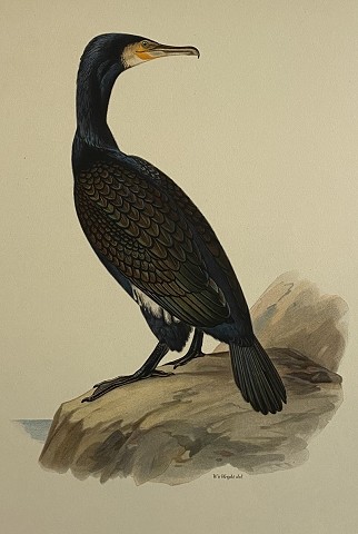 Uccelli- Phalacrocorax carbo- Cormorano