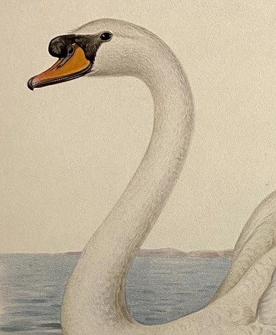 Uccelli - Cygnus Olor - Cigno