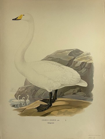 Uccelli - Cynius Cynius lin.