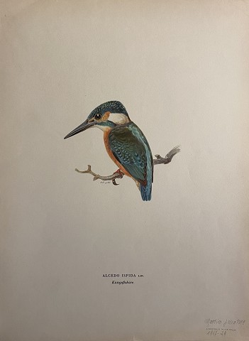 Uccelli - Alcedo Ispida -Martin Pescatore