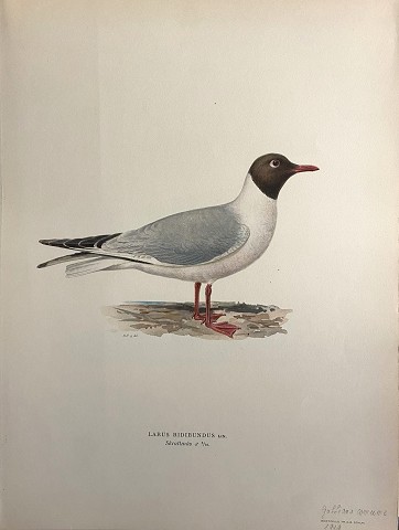 Uccelli - Larus Ridibundus