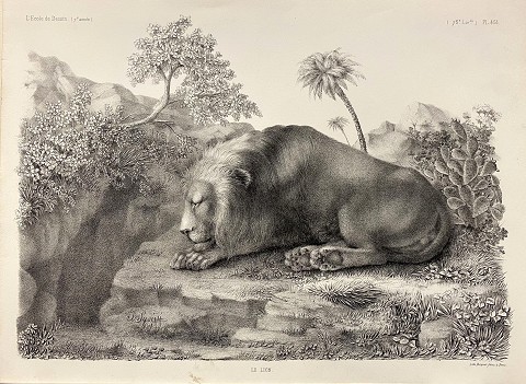 Il Leone- Le Lion