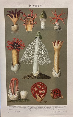 Funghi- Funghi a fiore
