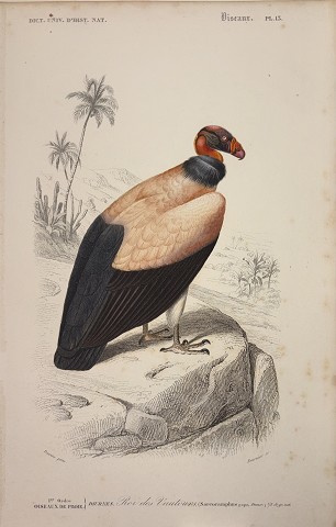 Condor reale-Sarcoramphus papa