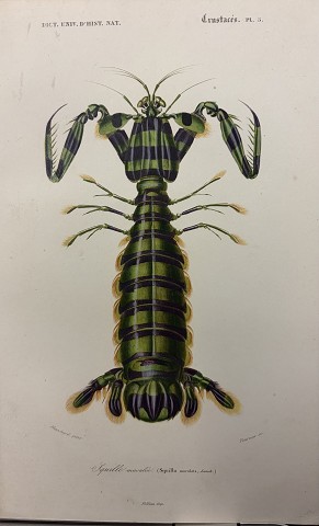 Mantide di mare- Squilla maculata