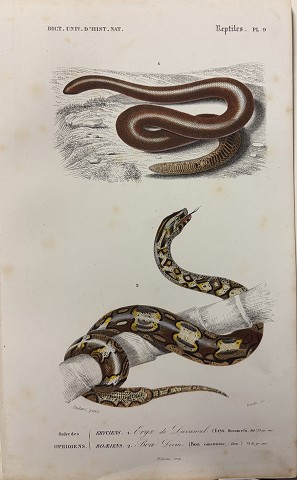 boa delle sabbie di Duméril- Eryx dussumieri /Boa Costrictor