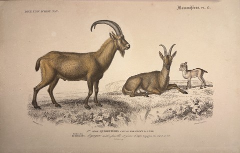 Capra ( capra agragus)