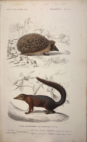 Riccio (Erinacus europaeus) Tupaia ( Tupaia ferruginea)