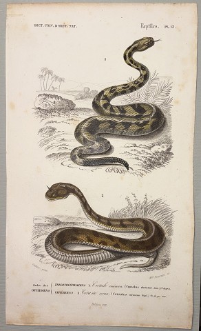 Serpente a sonagli sudamericano (Crotalus durissus) / Vipera cornuta del deserto ( Cerastes cornutus