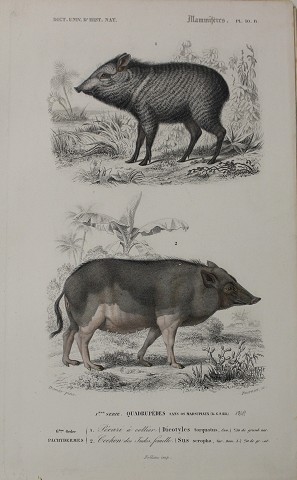 Cinghiale