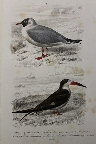 Palmipedi - gabbiano - laridae