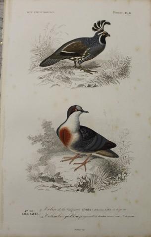 Pernice e Colomba
