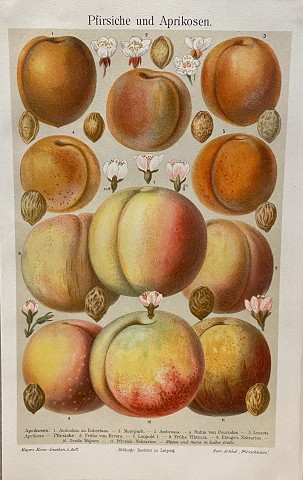 Pesche e albicocche