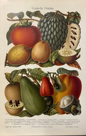 Frutti tropicali