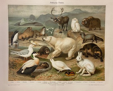 Fauna artica
