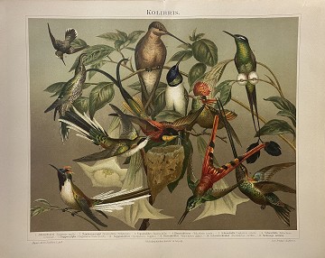 Colibrì