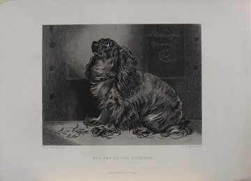 The pet of Duchess