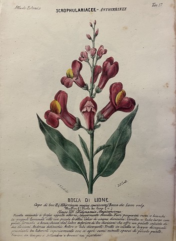 Robiati- Bocca di Leone - Scrophulariacee