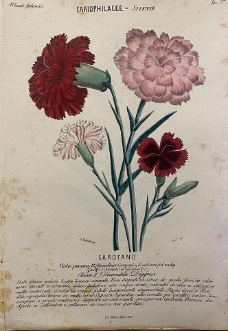 Robiati - Garofano- Cariophilacee-silente