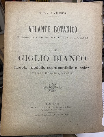 Valbusa - Atlante botanico sez. Principali tipi naturali - Giglio Bianco