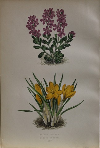 Flora alpina - erinus alpinus-crocus aucheri-botanica a
