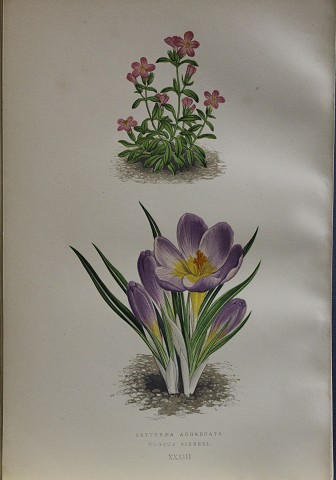 Flora alpina - erythraea aggregata-crocus siberi-botanica