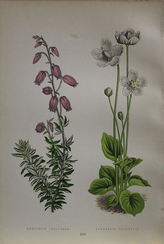 Flora alpina - menziesia polifolia- pernassia palustris-botanica g