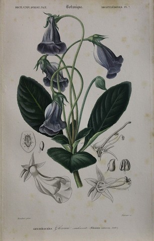Gloxinia - d’orbigny - botanica - fiori