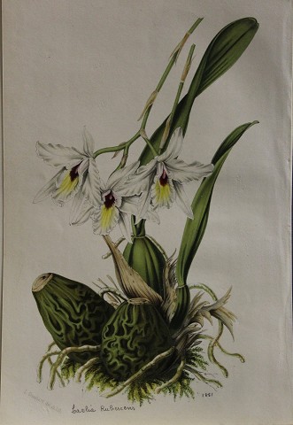 Orchidea - horticole a