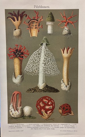 Funghi- Funghi a fiore