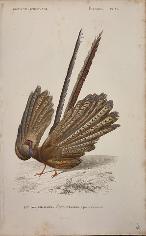 Argus Phasianus