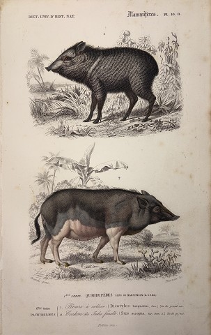 Pecari dal collare (Dycotyles torquatus)/ Cinghiale (Sus Scropha)
