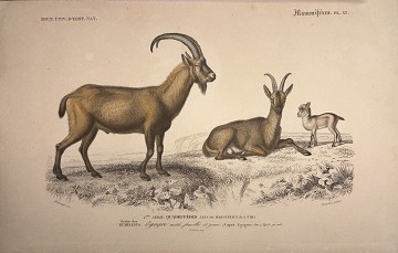 Capra ( capra agragus)