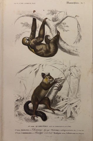 Aye-aye (Cheiromys madagascariensis)/Bradipo ( Bradipus)