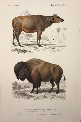 Bisonte (Bos americano)/ Bufalo africano (Bos brachyceros)