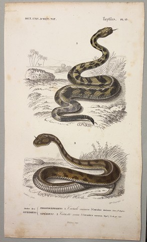 Serpente a sonagli sudamericano (Crotalus durissus) / Vipera cornuta del deserto ( Cerastes cornutus