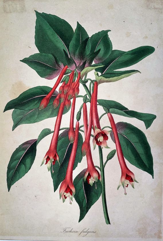 Fuchsia -Paxton
