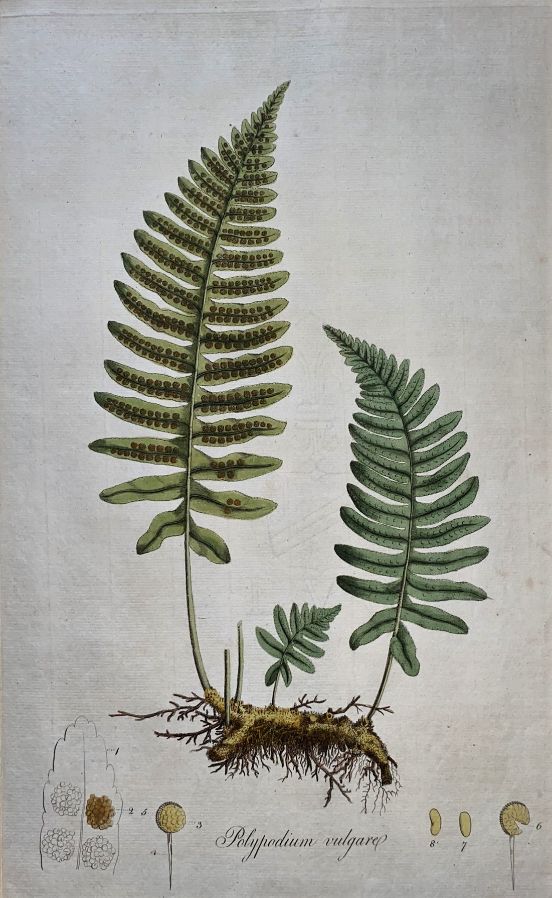 W.Curtis-Flora Londinensis -1777